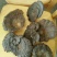 黑灵芝8~12公分