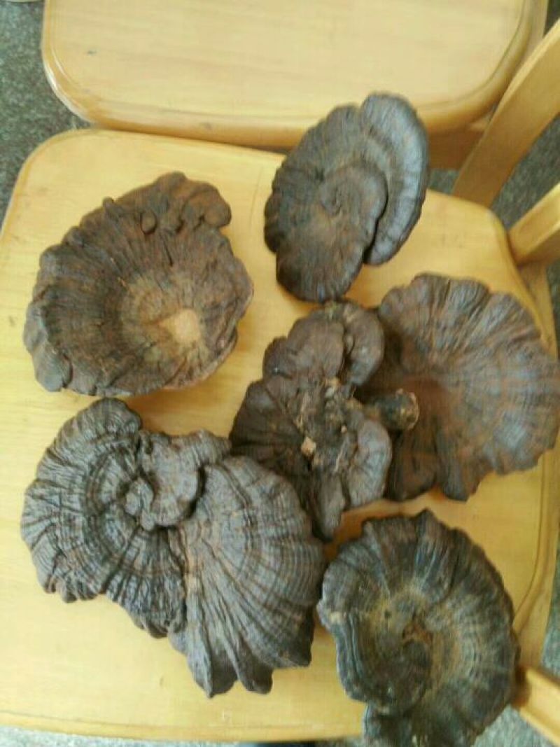 黑灵芝8~12公分