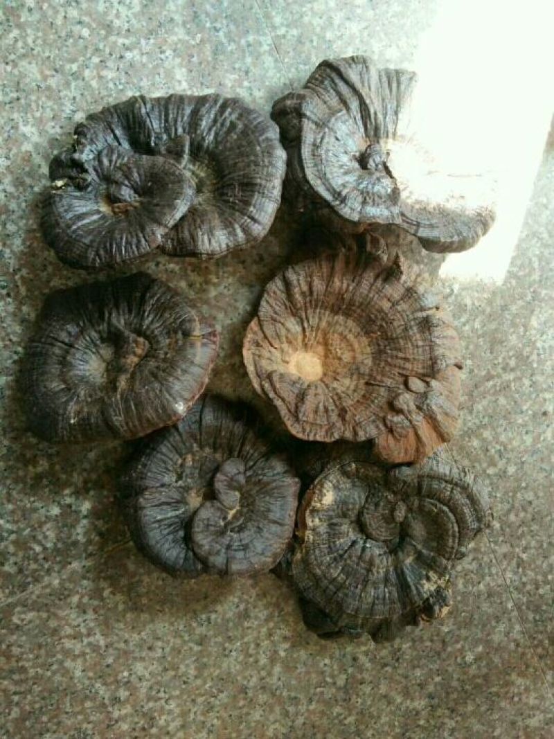 黑灵芝8~12公分