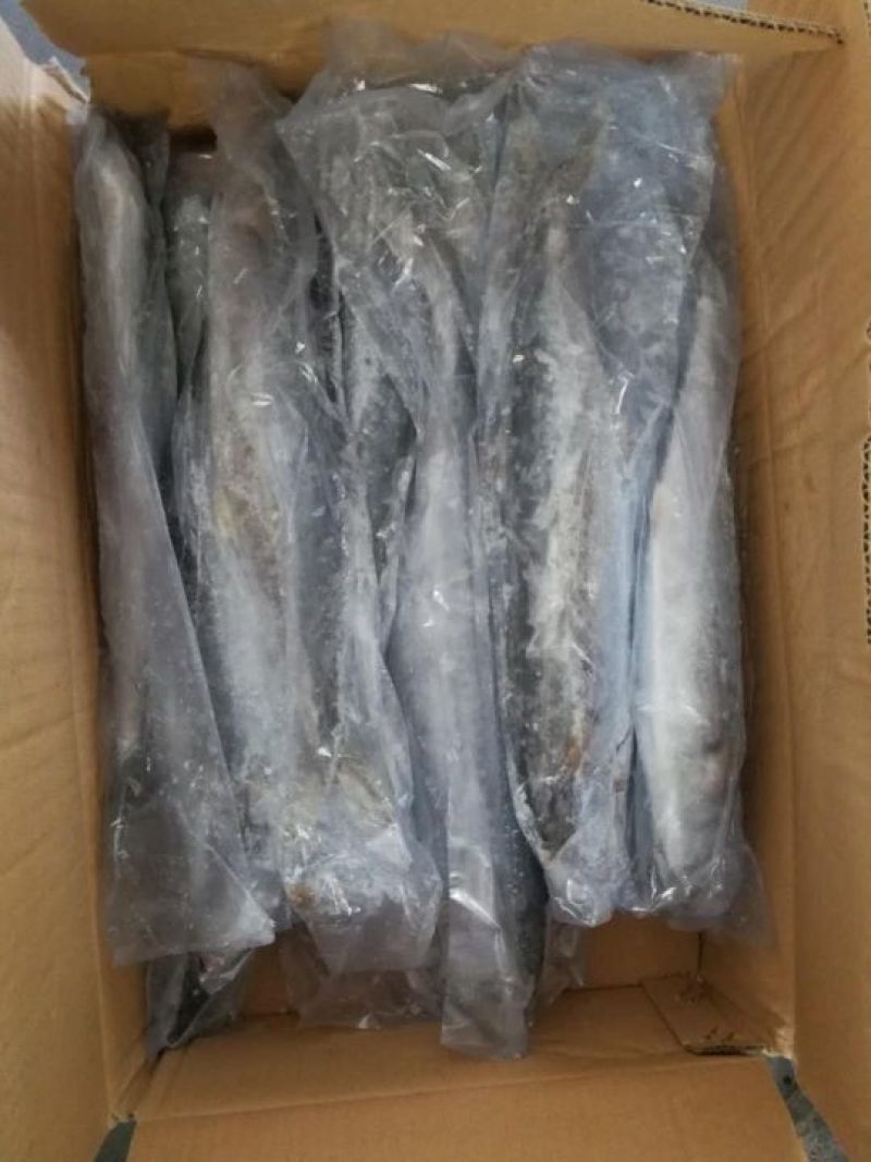 马鲛鱼鲅鱼