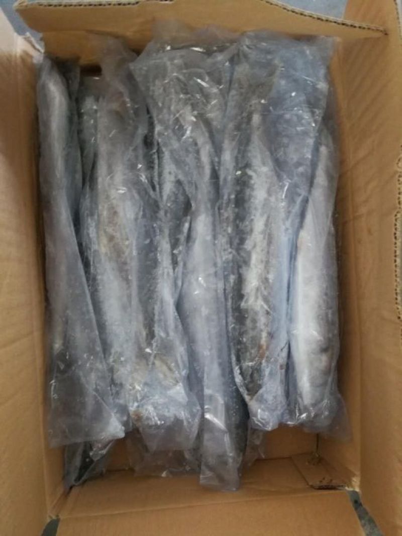 马鲛鱼鲅鱼