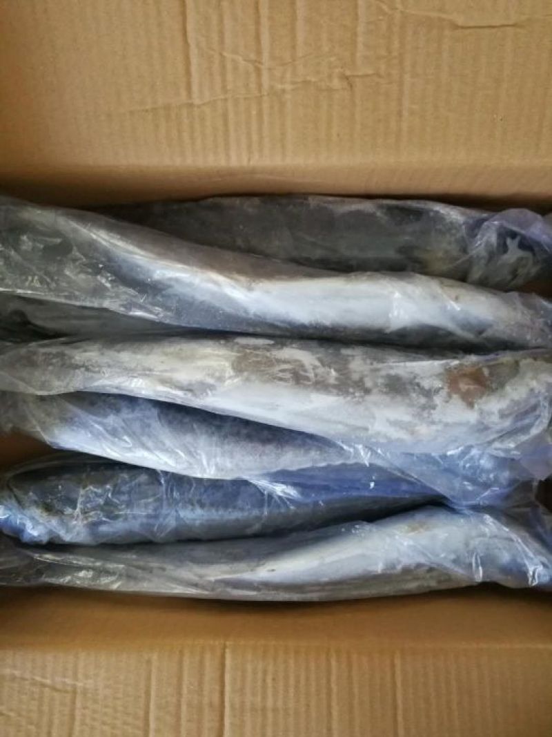 马鲛鱼鲅鱼