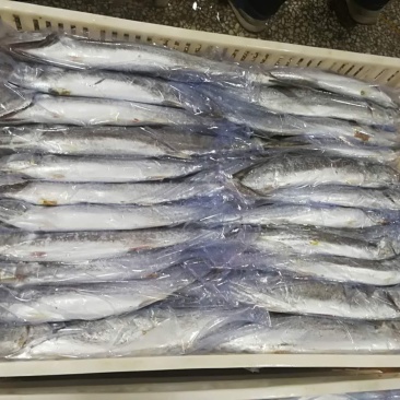 马鲛鱼鲅鱼