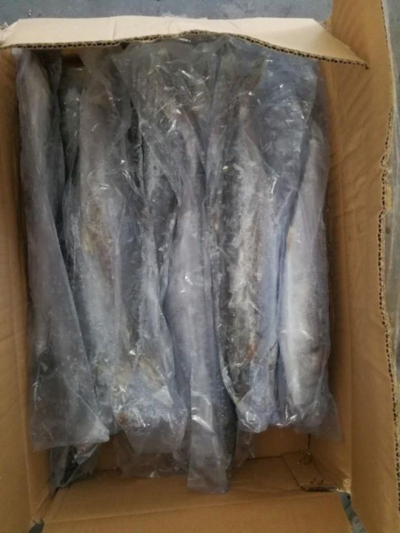 马鲛鱼鲅鱼