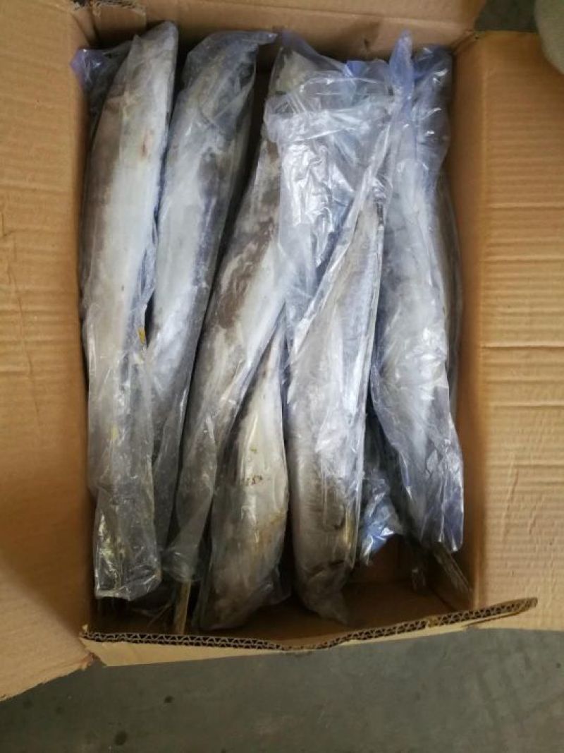 马鲛鱼鲅鱼