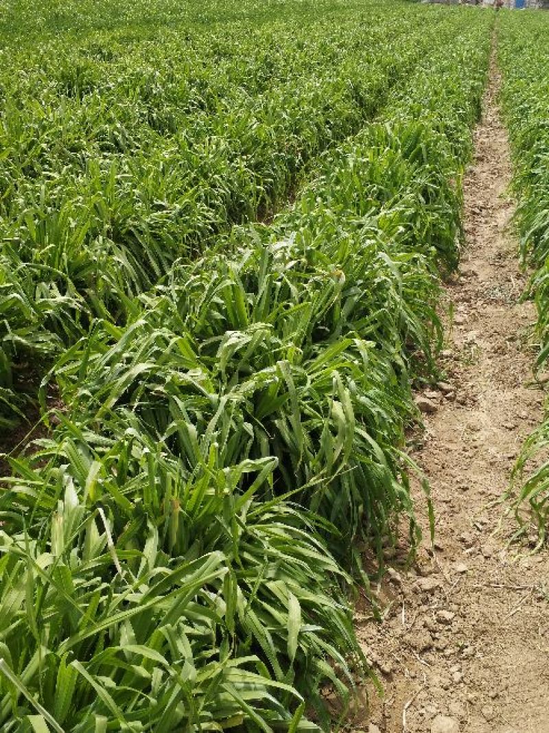 四月花黄花菜袋装一级