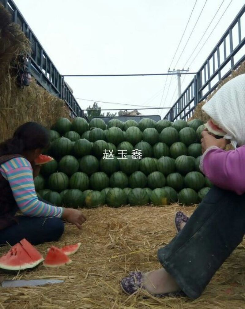 京欣西瓜山东京欣西瓜西瓜山东西瓜寒亭西瓜潍坊西瓜