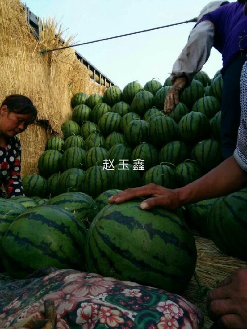 京欣西瓜山东京欣西瓜西瓜山东西瓜寒亭西瓜潍坊西瓜