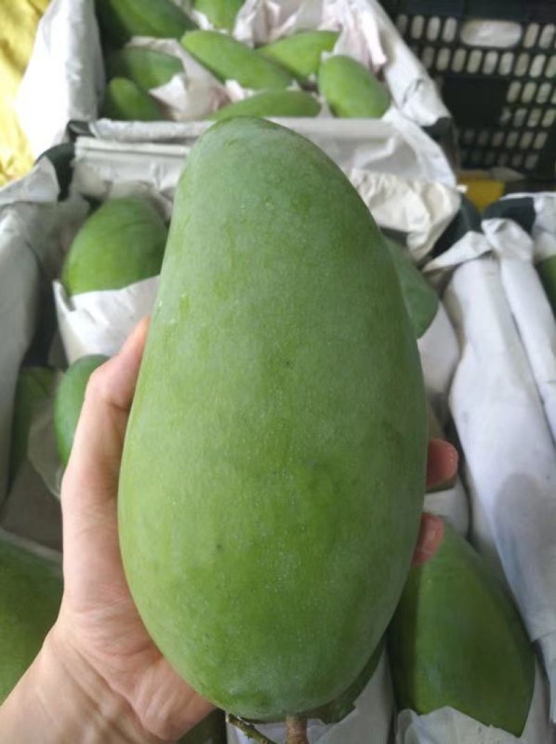 大青芒越南芒果二级大青芒单果1斤以上