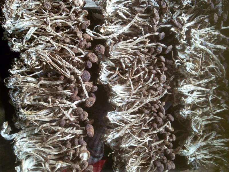 茶树菇12cm