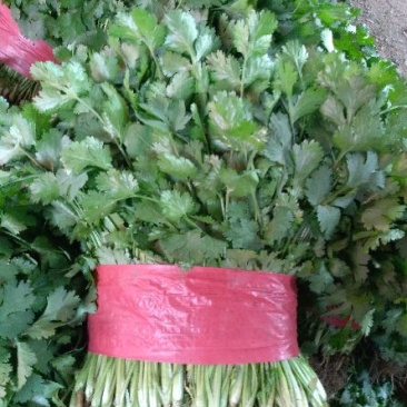 大叶香菜20~30厘米