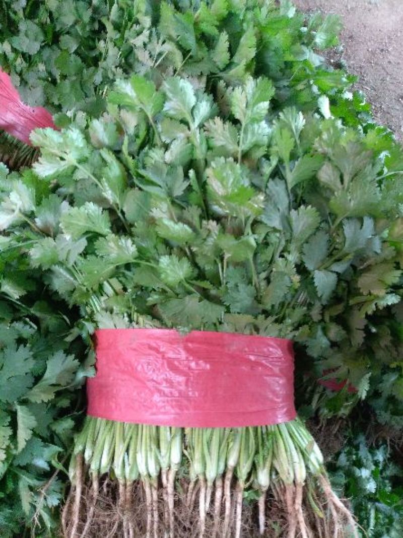 大叶香菜20~30厘米
