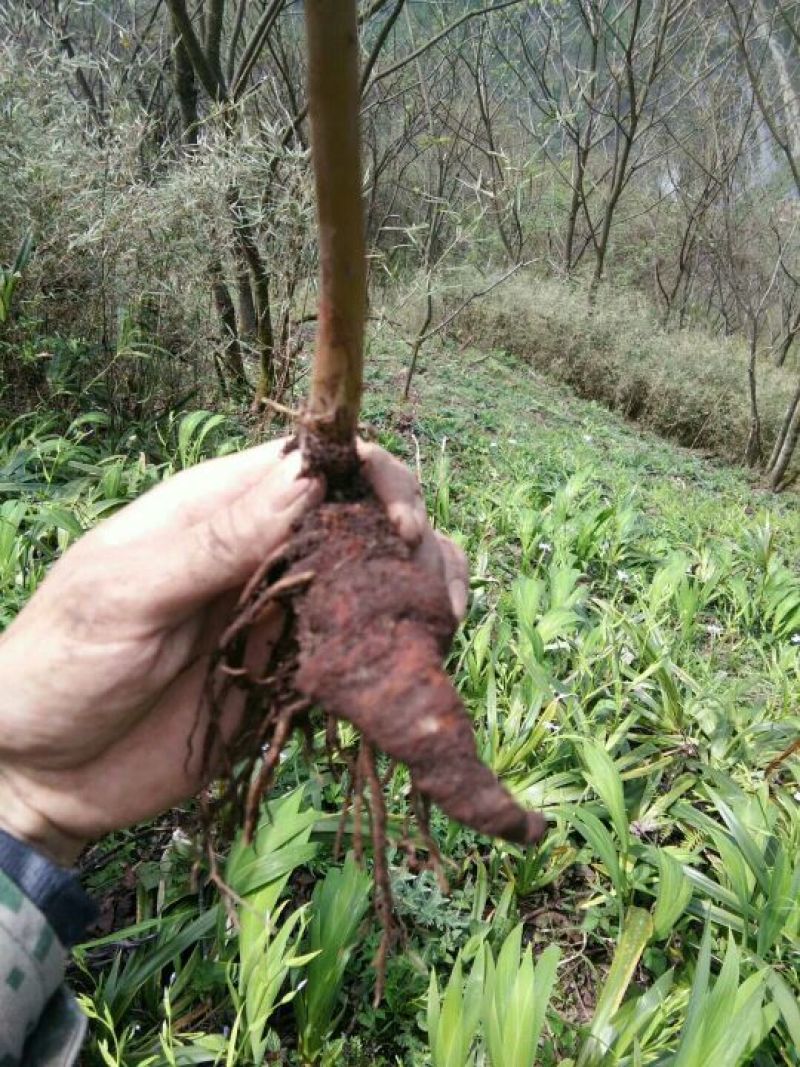重楼统个鲜货