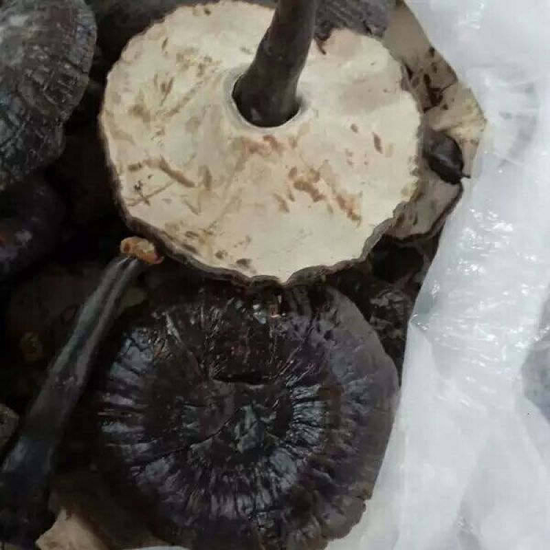 广东河源紫灵芝，黑灵芝10至12公分大量批发零售