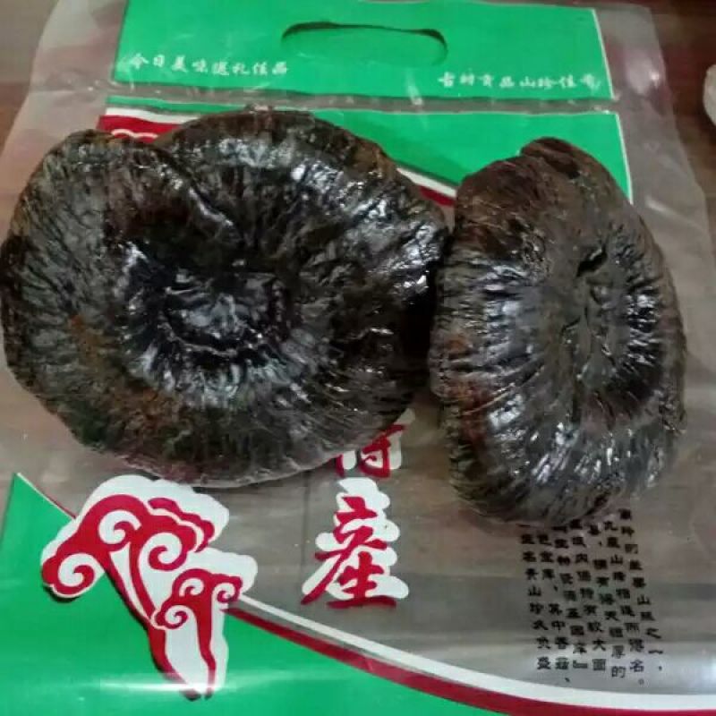 广东河源紫灵芝，黑灵芝10至12公分大量批发零售