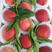 2023年水蜜桃逐渐批量上市，诚招有实力客户！