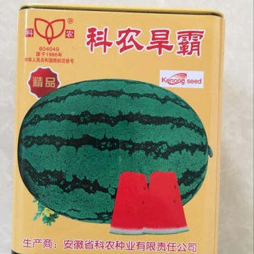 耐旱大果型西瓜种子～科龙旱霸