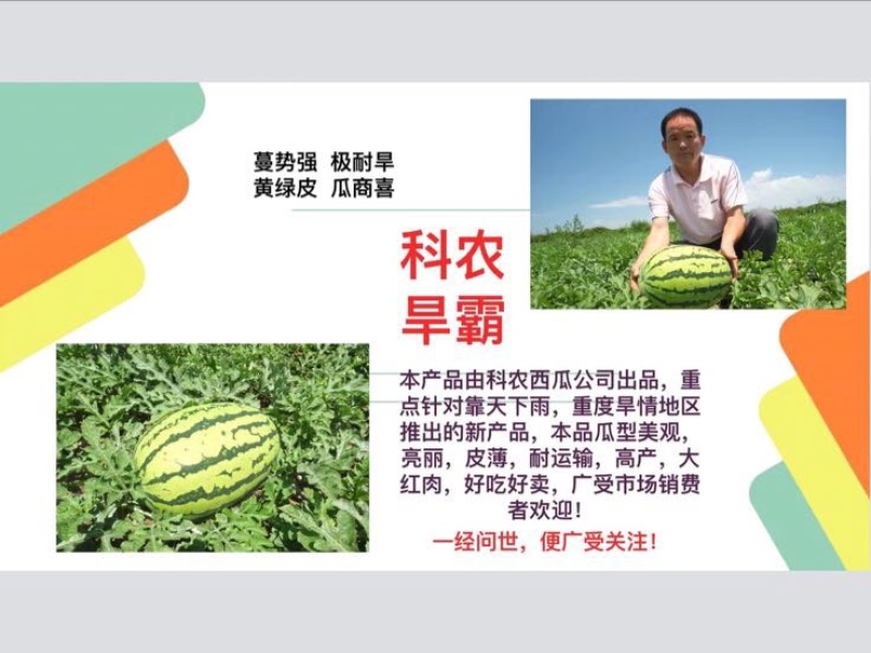 耐旱大果型西瓜种子～科龙旱霸