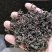 蒲公英茶一级