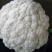 松花菜2~3斤散花乳白