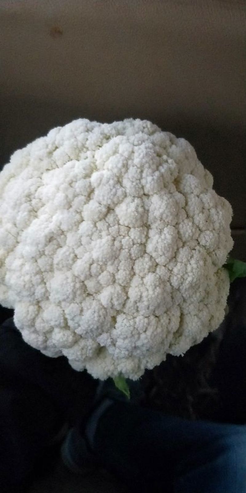 松花菜2~3斤散花乳白