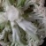 松花菜2~3斤散花乳白
