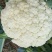 松花菜2~3斤散花乳白