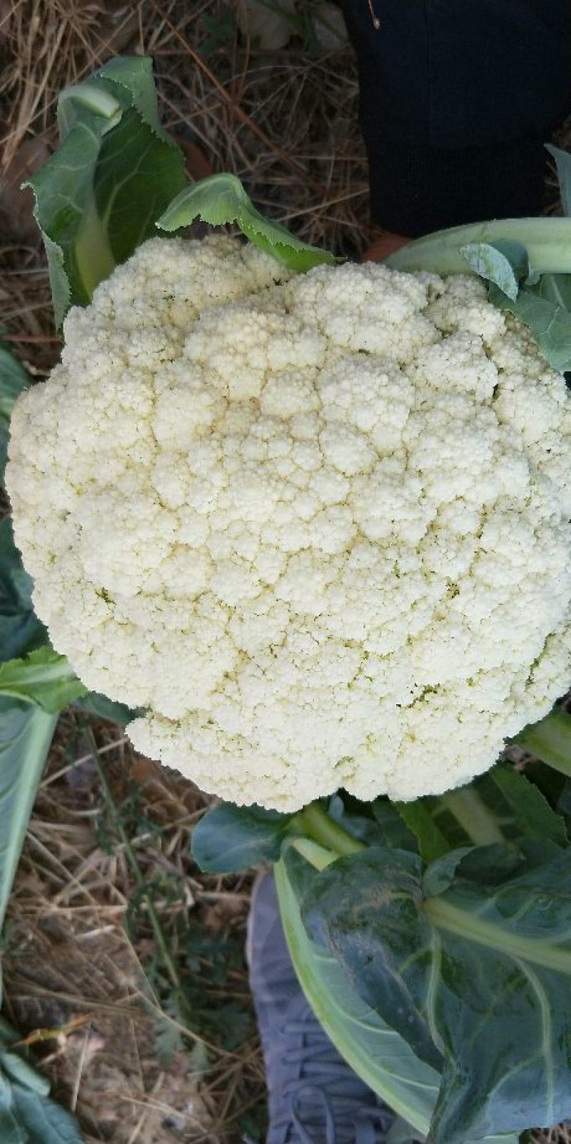 松花菜2~3斤散花乳白