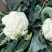 松花菜2~3斤散花乳白