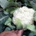 松花菜2~3斤散花乳白