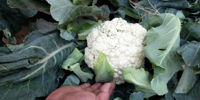 松花菜2~3斤散花乳白