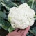 松花菜2~3斤散花乳白
