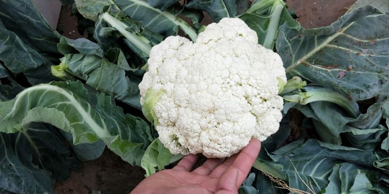 松花菜2~3斤散花乳白