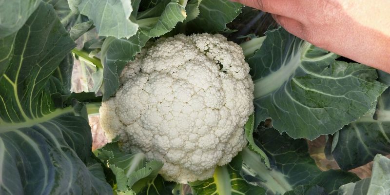 松花菜2~3斤散花乳白