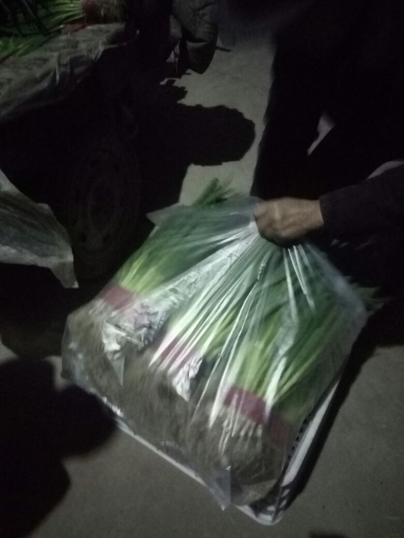 【香葱】40~45cm质量保证