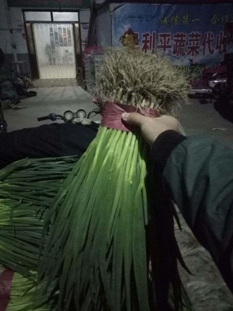 【香葱】40~45cm质量保证