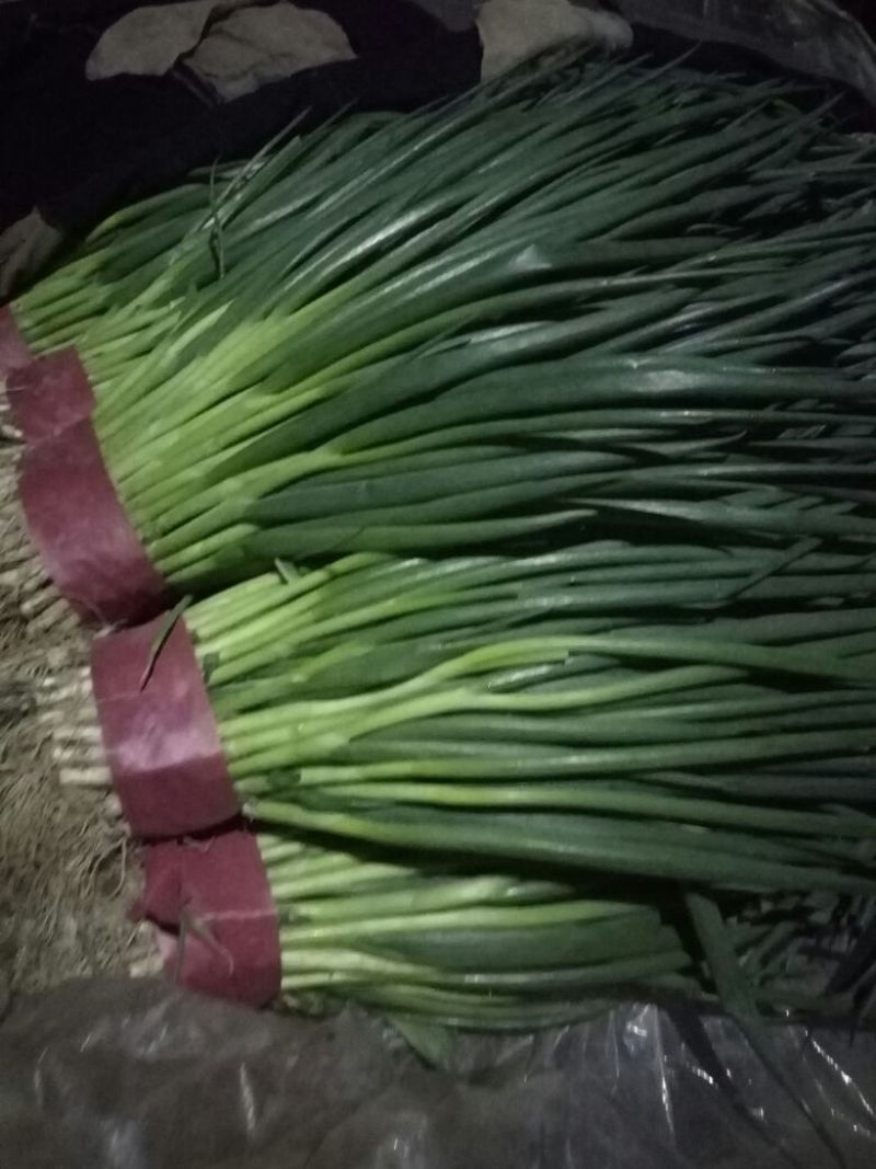 【香葱】40~45cm质量保证