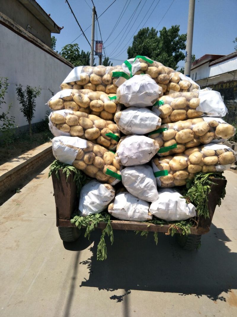 中薯5号豆不发芽现挖现发个头大匀称量大从优