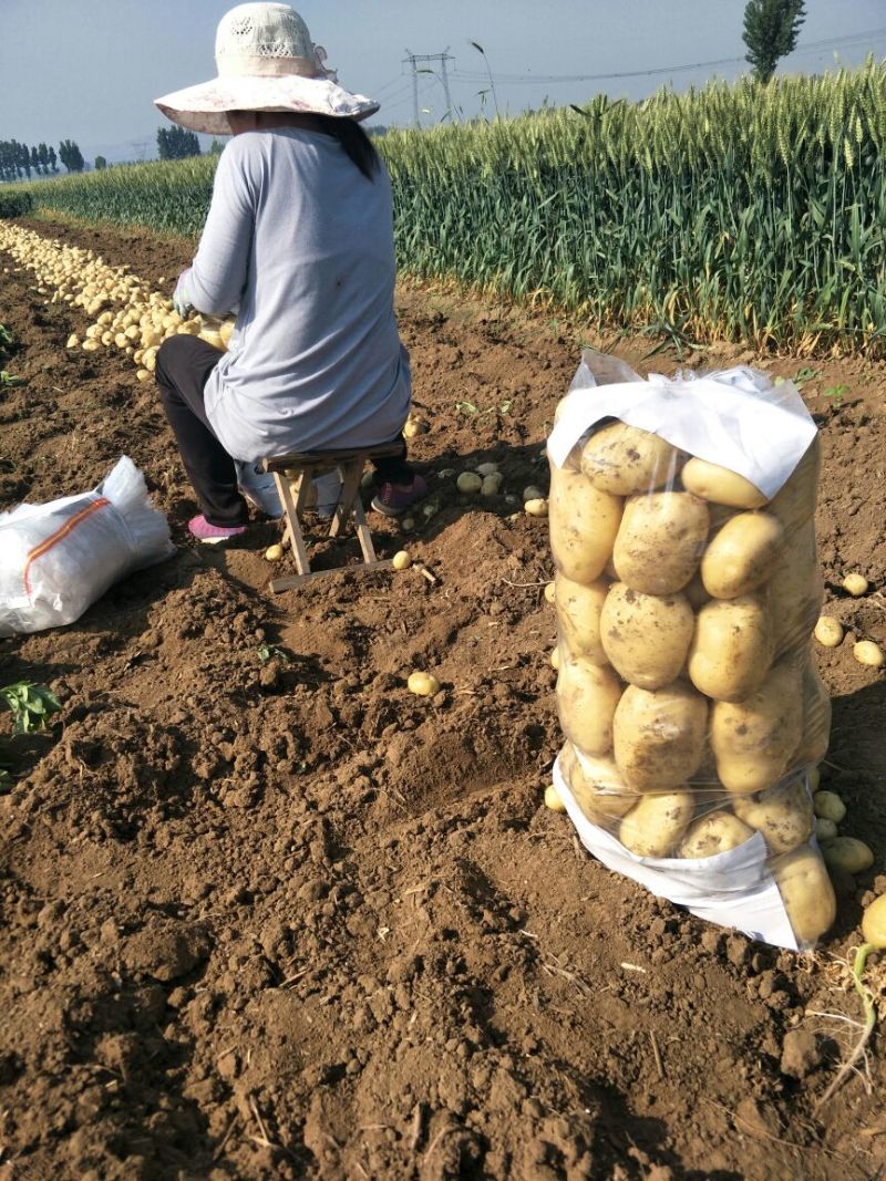 中薯5号豆不发芽现挖现发个头大匀称量大从优