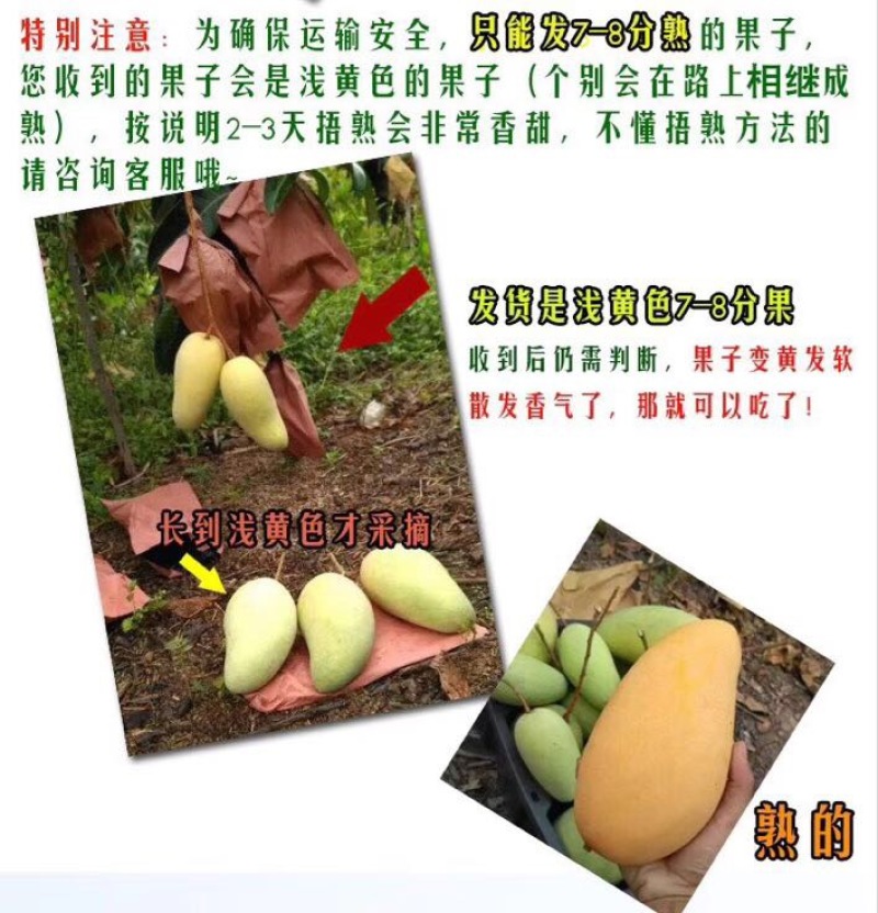 玉芒海南青芒水仙芒金煌芒新鲜水果