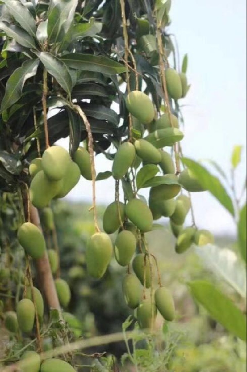 玉芒海南青芒水仙芒金煌芒新鲜水果