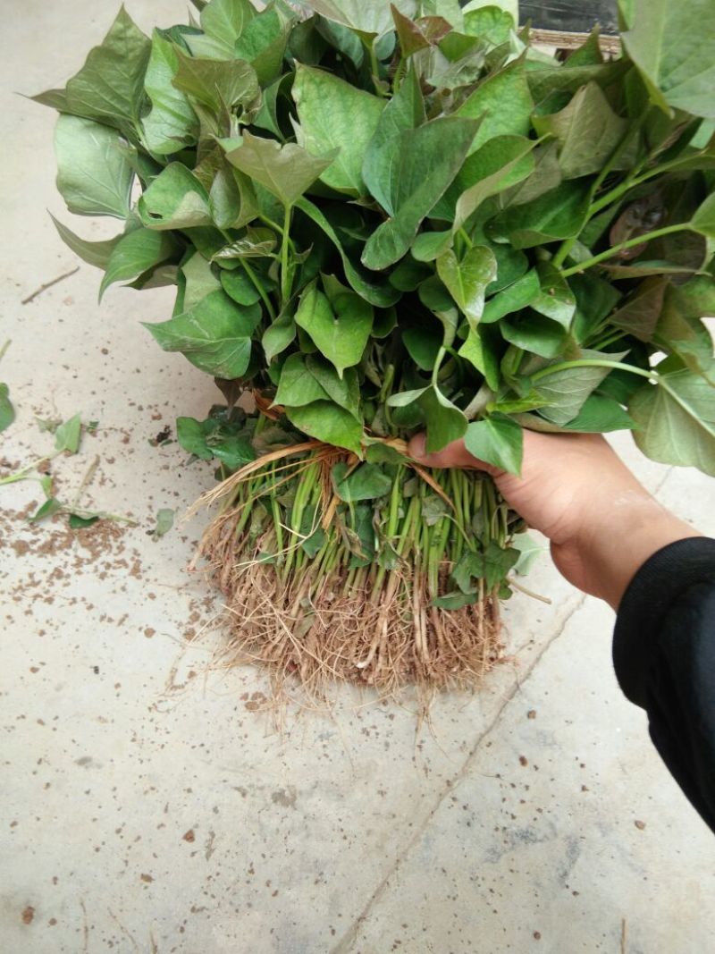 商薯19红薯苗25~35cm