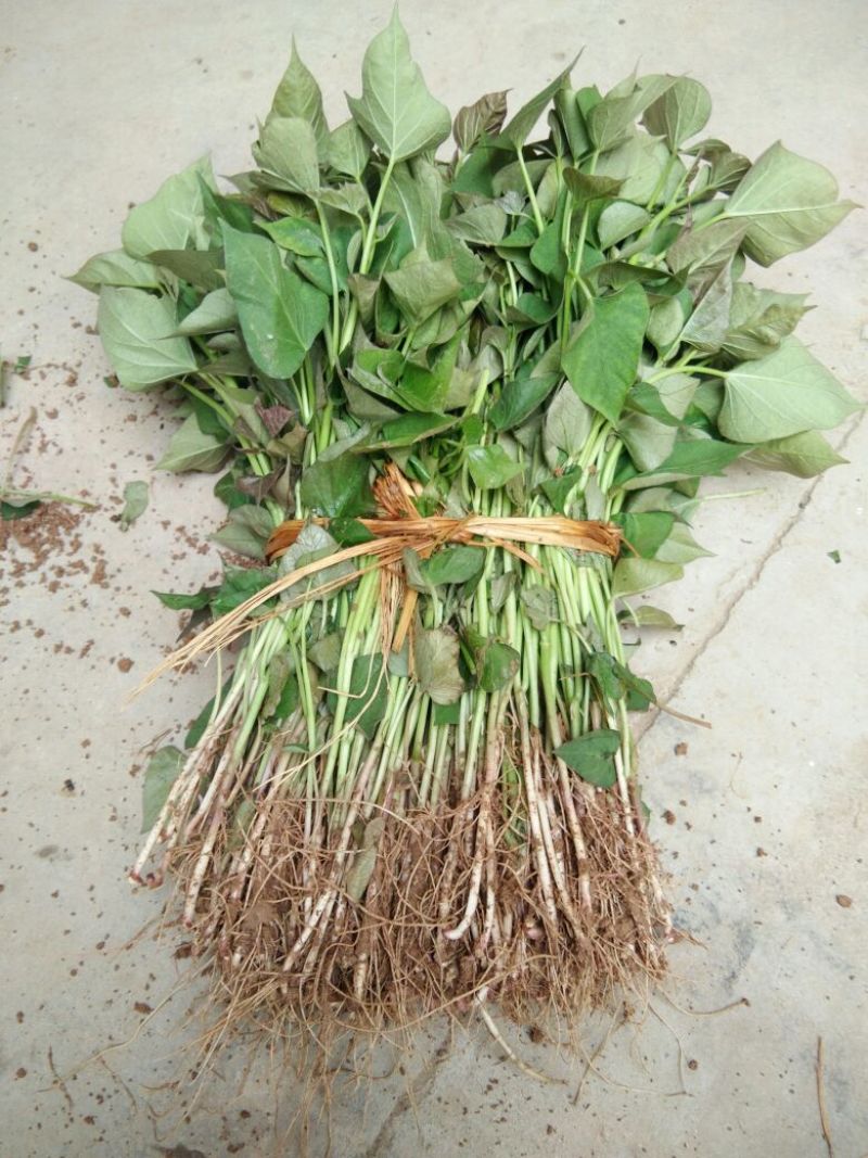 商薯19红薯苗25~35cm