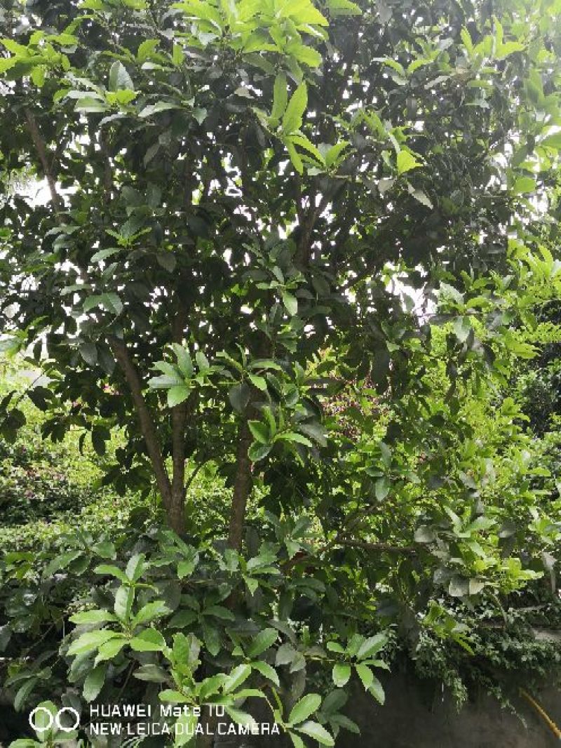 桂花苗120cm以上