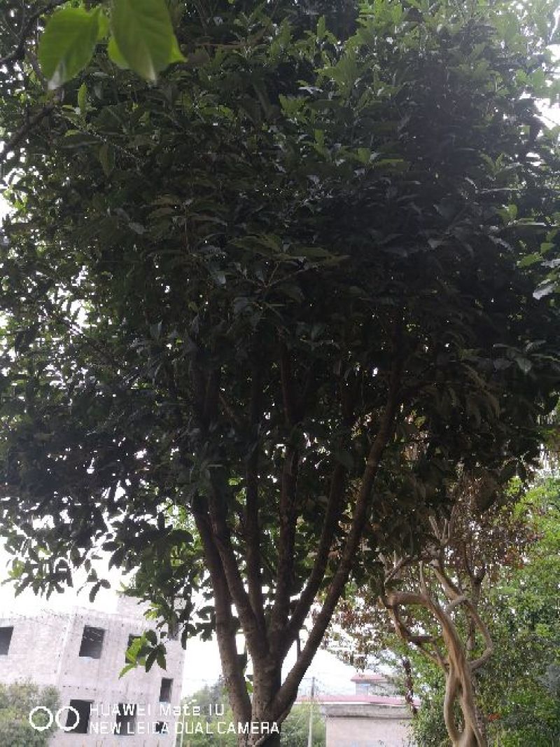 桂花苗120cm以上