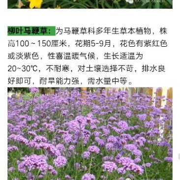 宿根花马鞭草