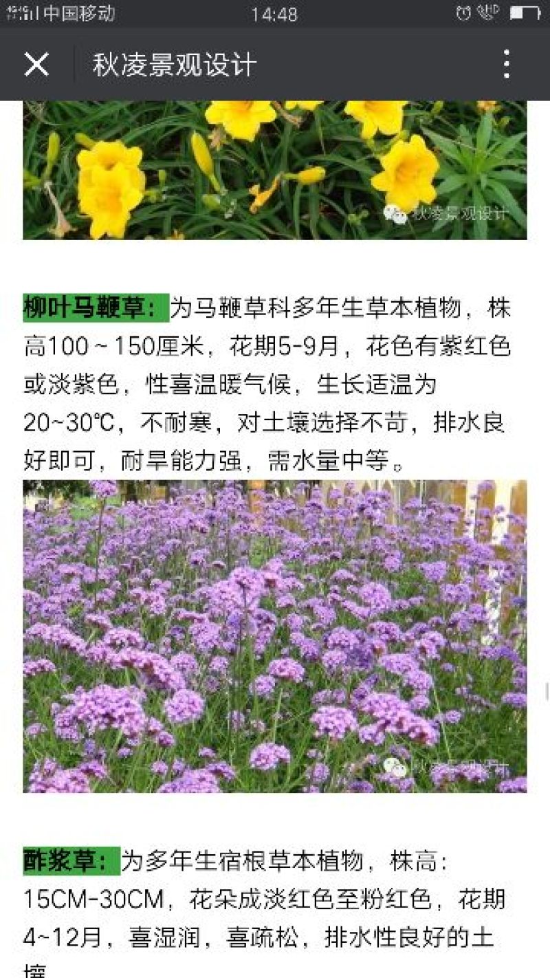 宿根花马鞭草