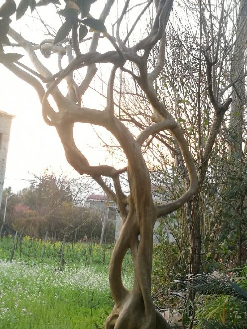 紫薇6~8cm1.5~2米1~2米