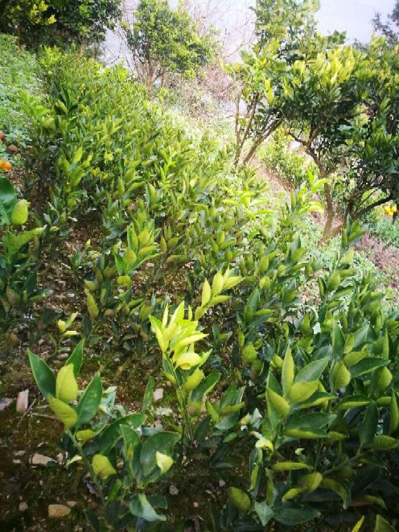 椪柑苗30~50cm