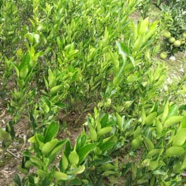 椪柑苗30~50cm
